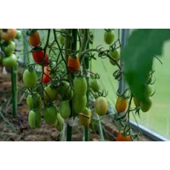 Great Tomato Plant